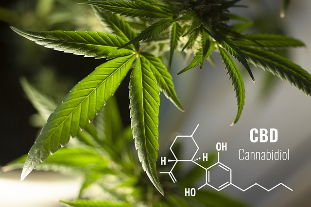 The Digestive Benefits of Cannabinoids: How CBD and THC Support Gut Health Naturally